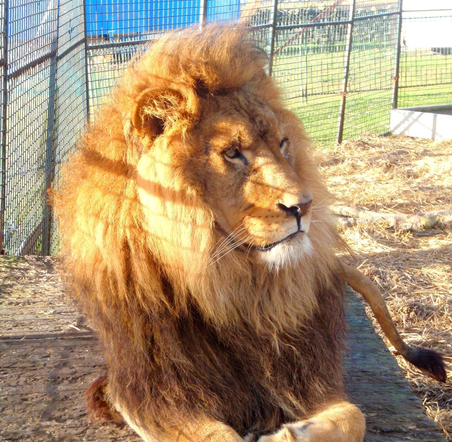 One of Chipperfield's lions