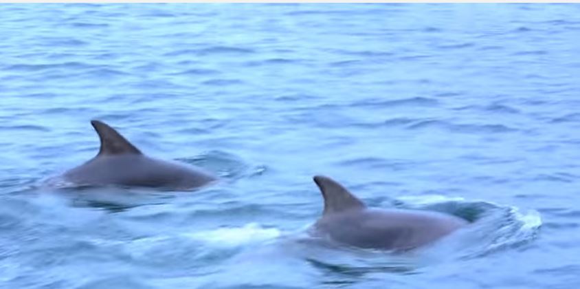 The two dolphins swam alongside the canoe