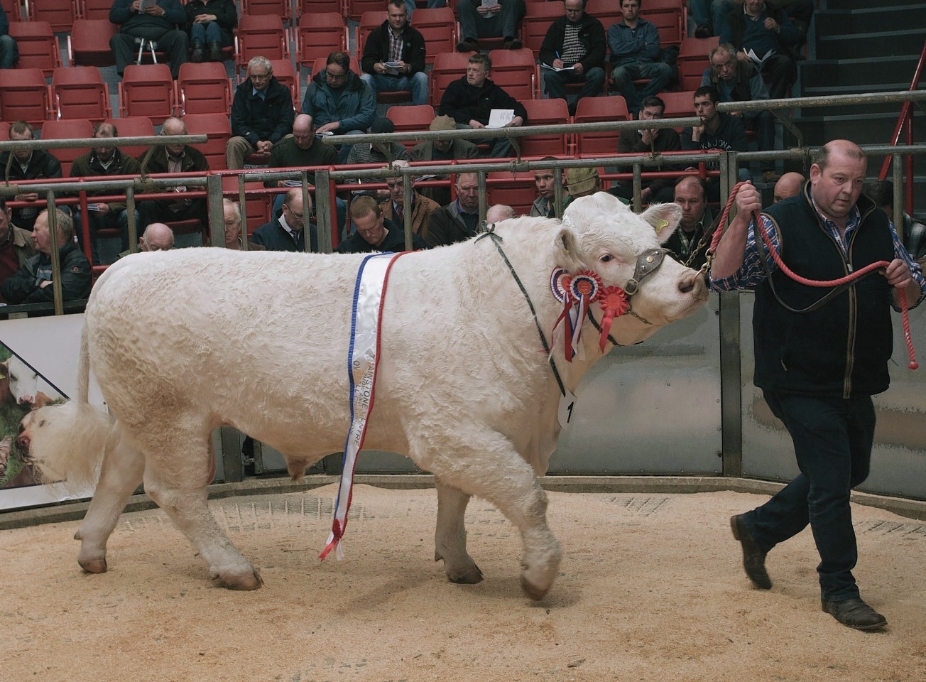 The supreme champion at last year's bull sale