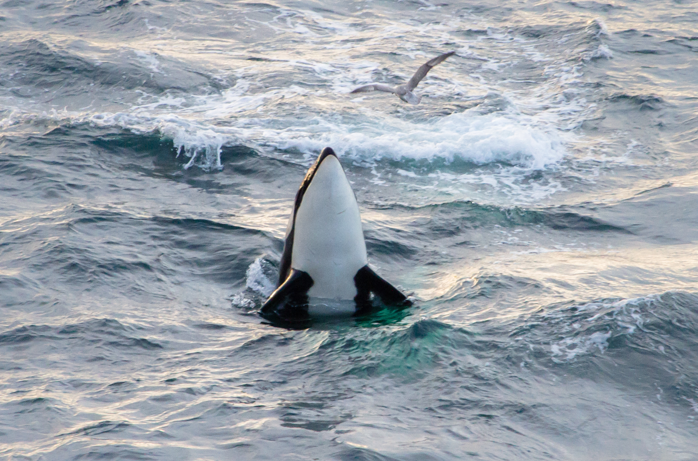 Killer whales playing off the coast of Scotland. Picture credit: Karen Munro 