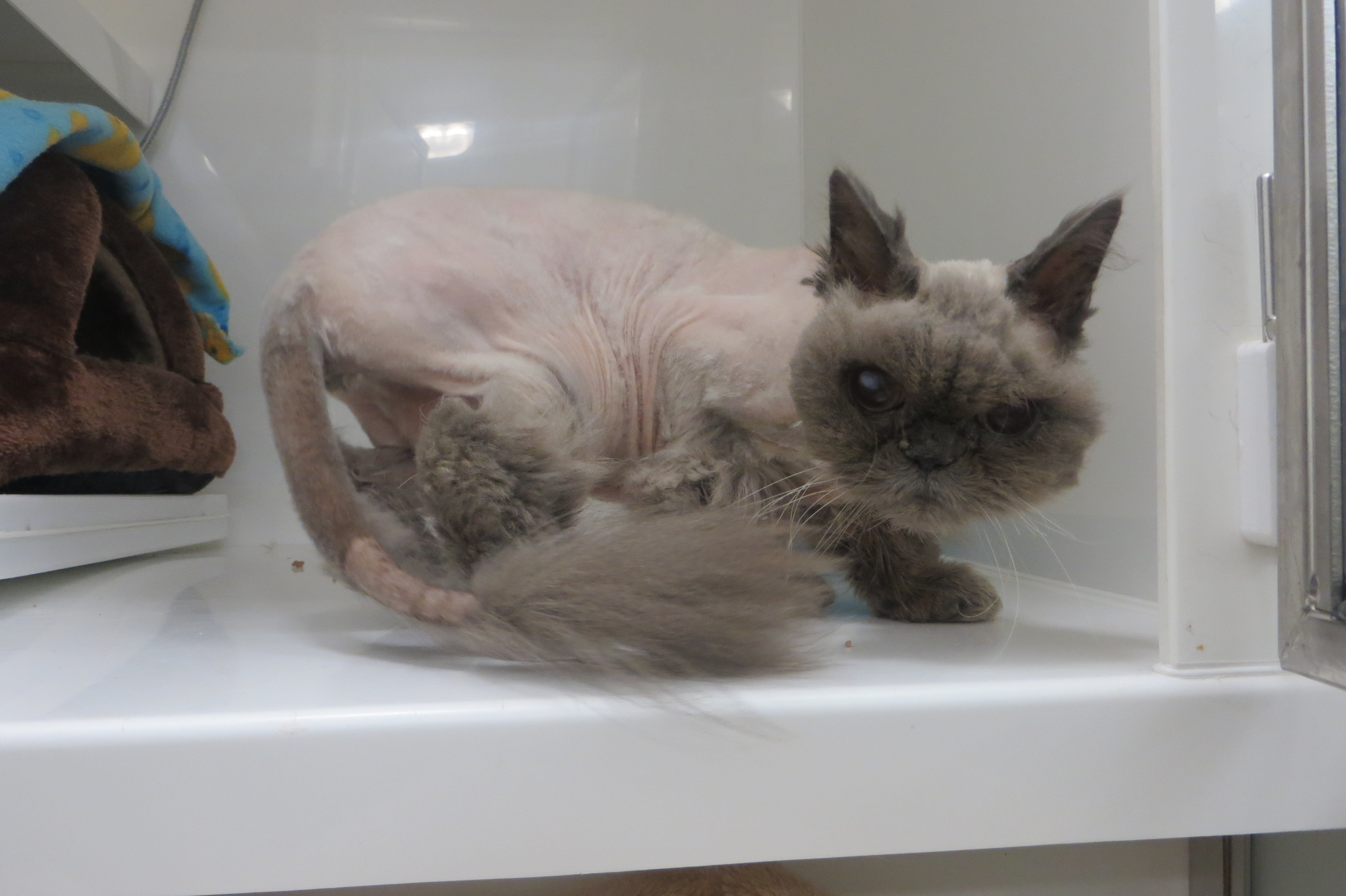 Latte the blind Persian cat needs a new home