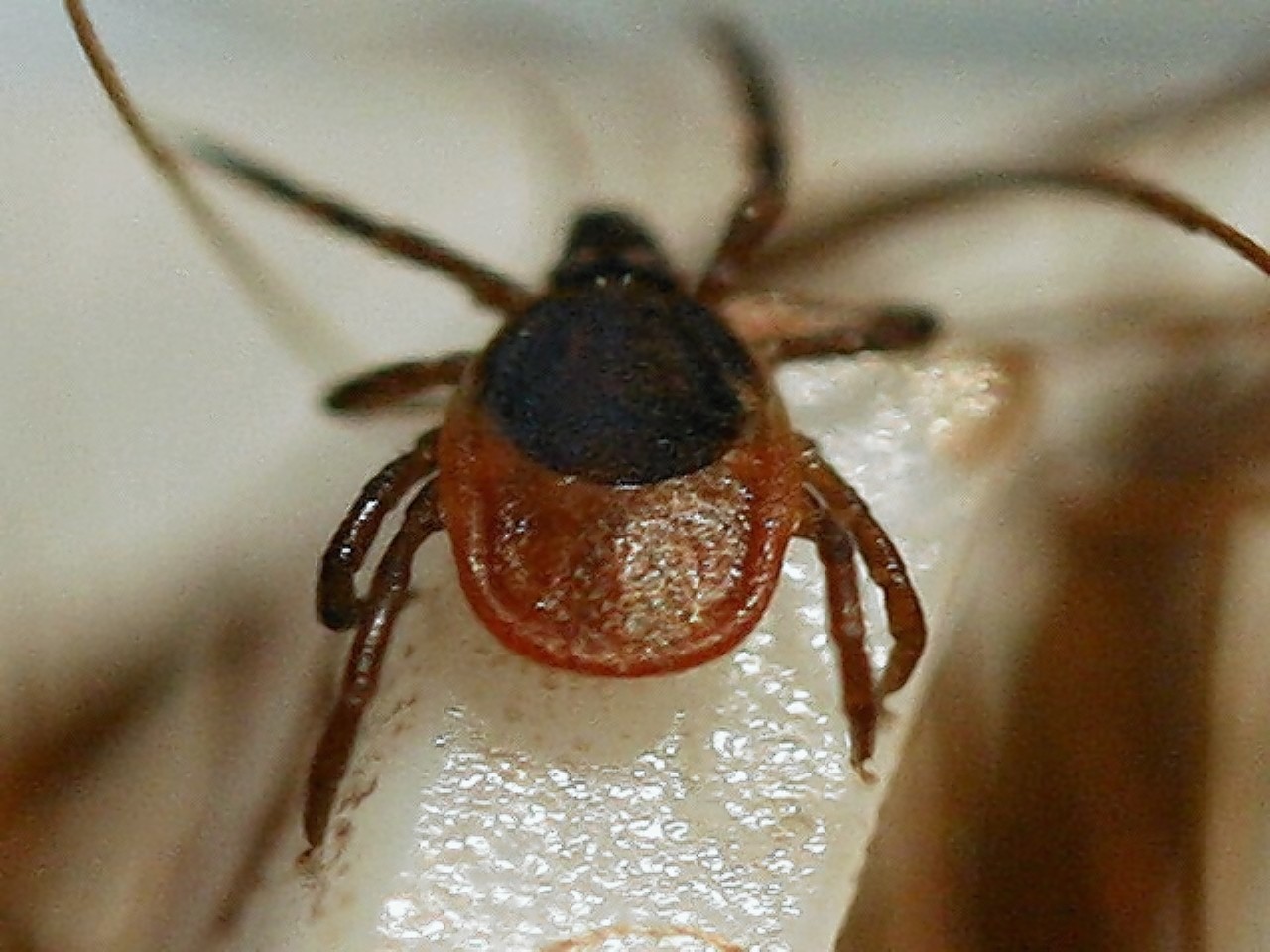 Lyme disease is caused by a bite from a tick