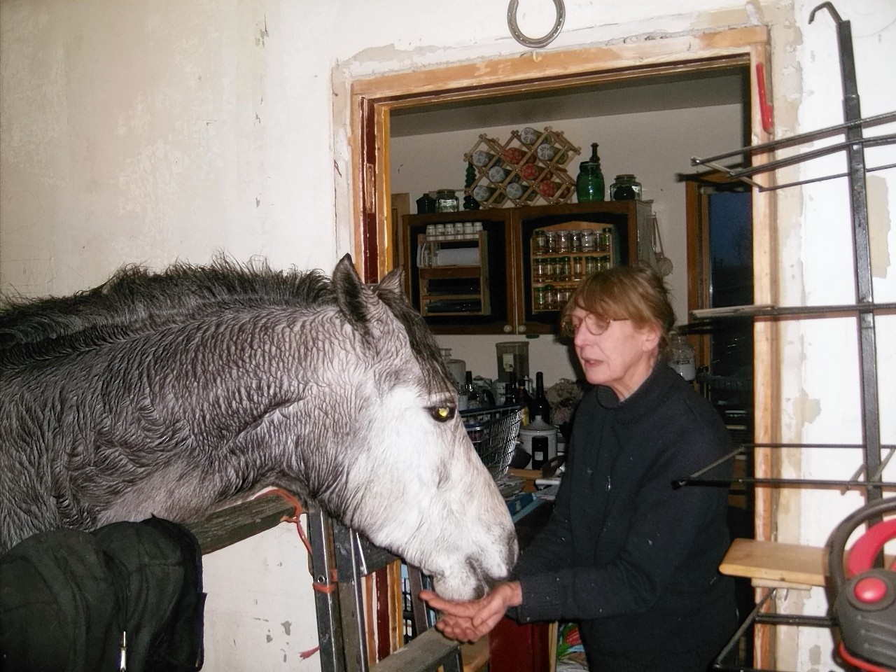 Grey Lady Too could soon be back inside with Ms Noble following todays court ruling