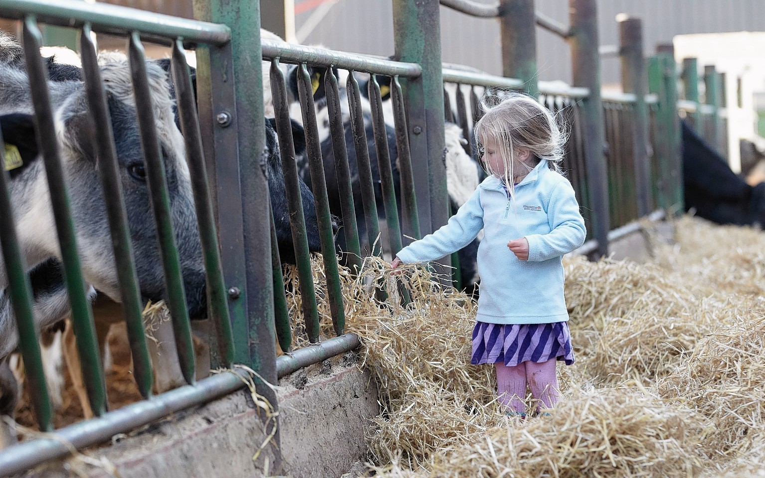 A child feeds cattle at an Open Farm Sunday event