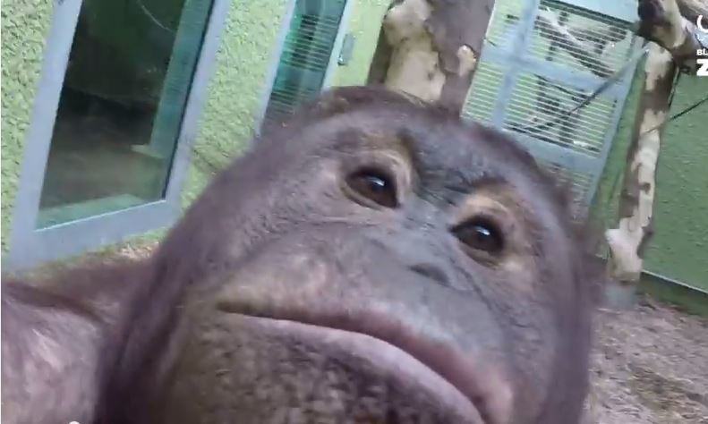 The orangutans enjoyed an afternoon with the camera...