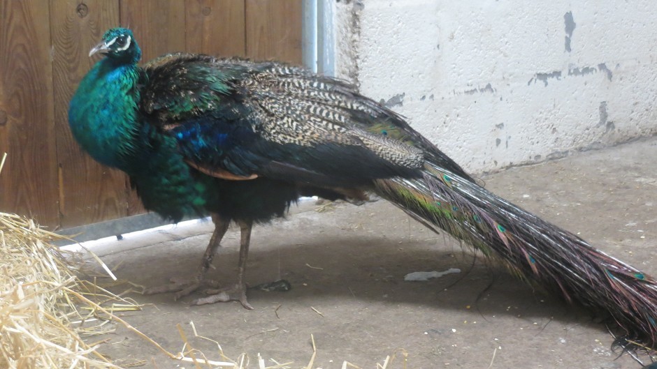 Felix the peacock was found outside a house in Aberdeenshire (Scottish SPCA/PA Wire)