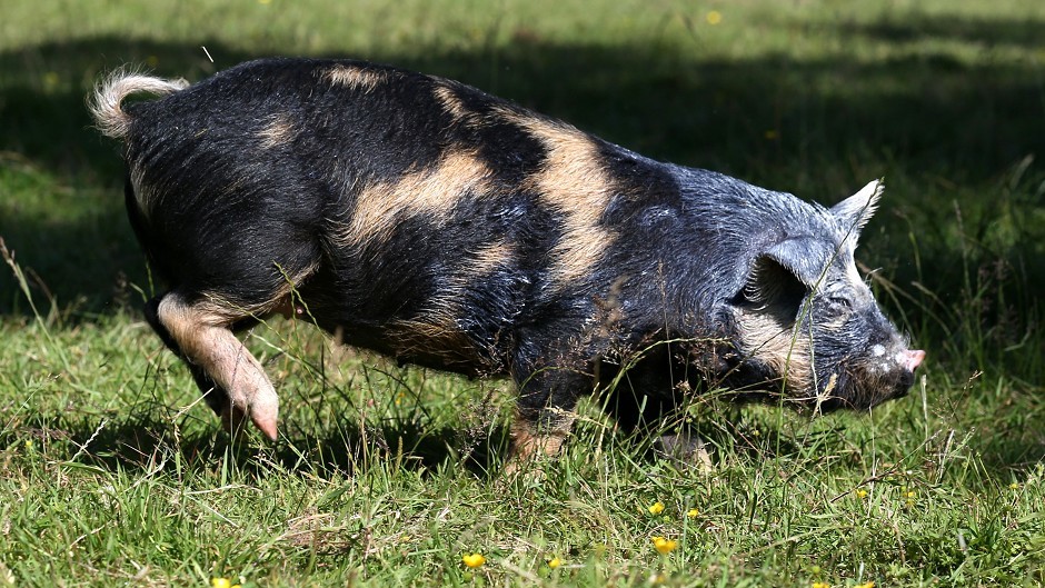 Experts warn leaving the EU could put UK pig health at risk