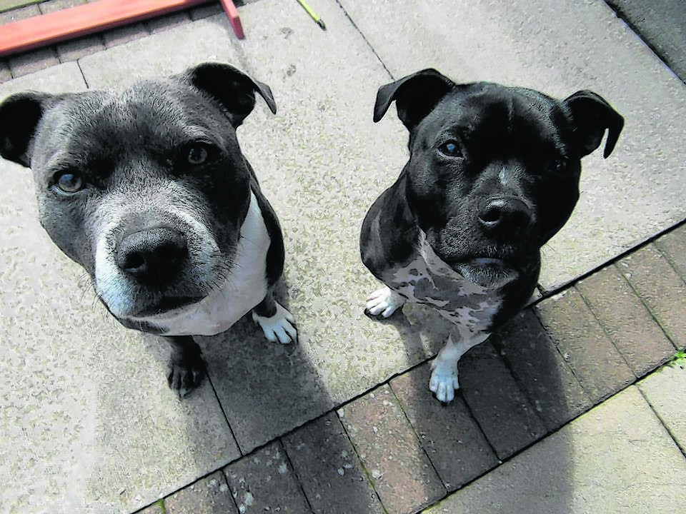 Meet seven-year-old Kai and five-year-old Kenna. Kenna was rescued from being put to sleep by Scottish Staffordshire Bull Terrier Rescue and now lives happily with the Ross family and Kai, along with a cat, two rabbits and two guinea pigs – all rescues – in Inverness. Kai and Kenna are the canvas winners this week