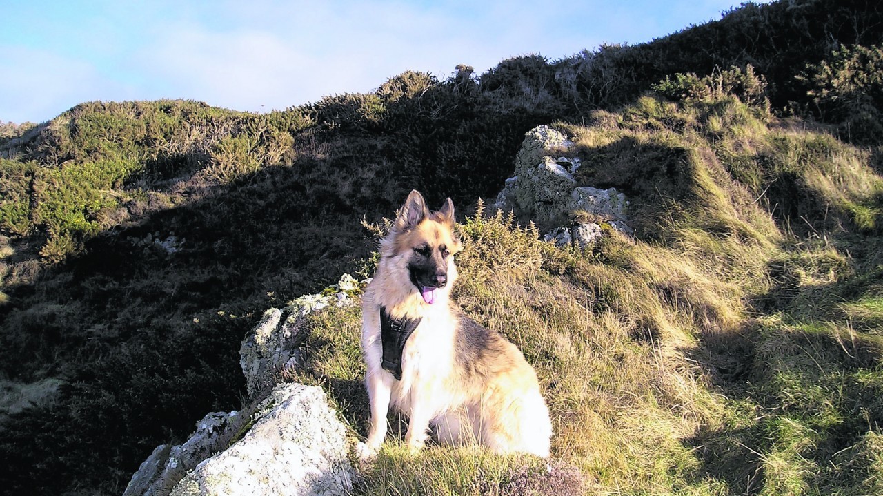 Sheba III lives in Portsoy with Rob Mair.