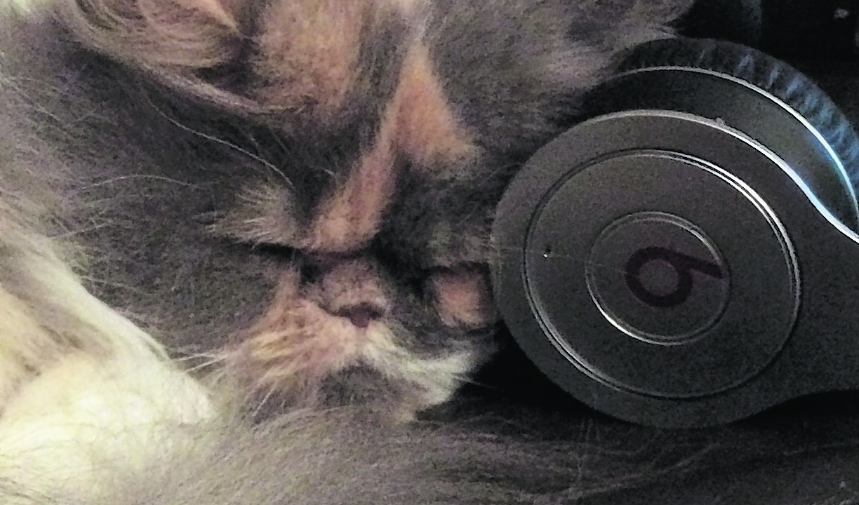 Toffee the tortoiseshell Persian, who lives with Amy and Angus Stewart in Blackburn, Aberdeenshire, relaxes and listens to her favourite tunes on her Beats ear phone