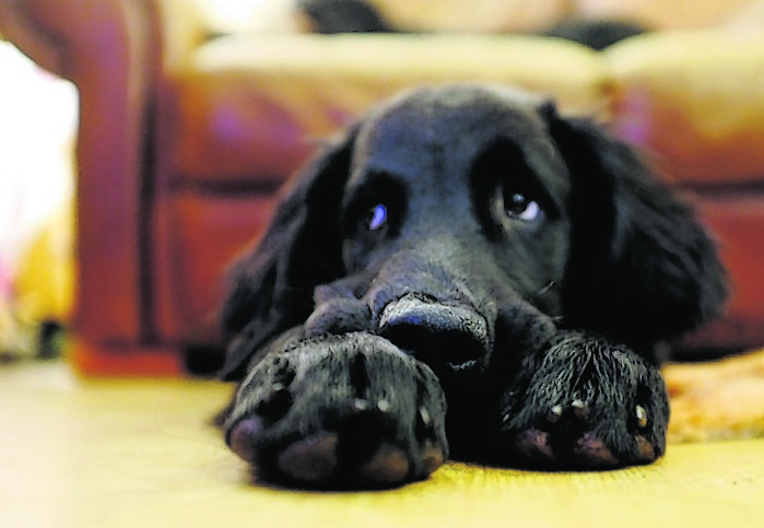 Zeph the mischievous 18-week-old flat coated retriever pup lives with Judith McKenzie in Udny Station.