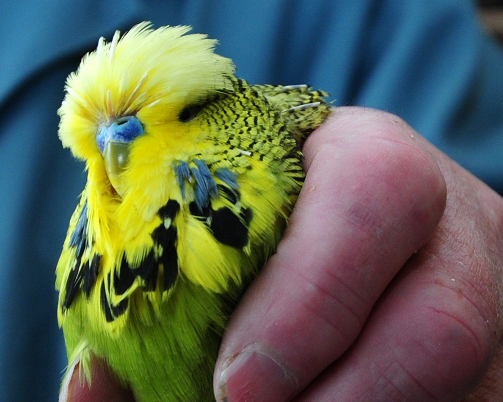 Bird-owners are being urged to be careful they don't let their pets escape when doors and windows are open