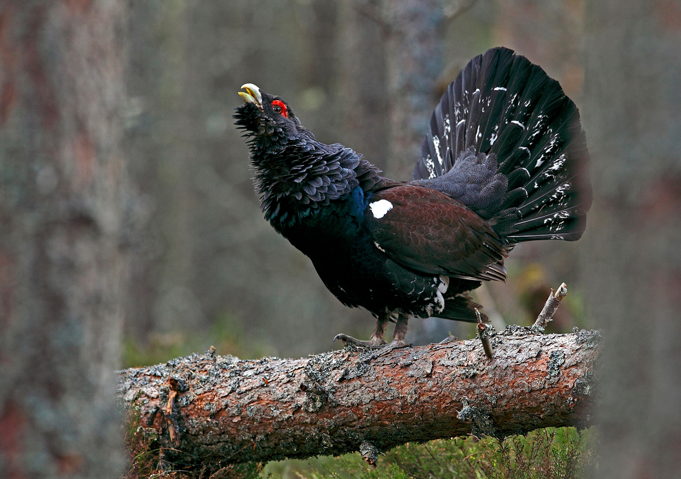 Endangered creatures such as the capercaillie could be placed at risk