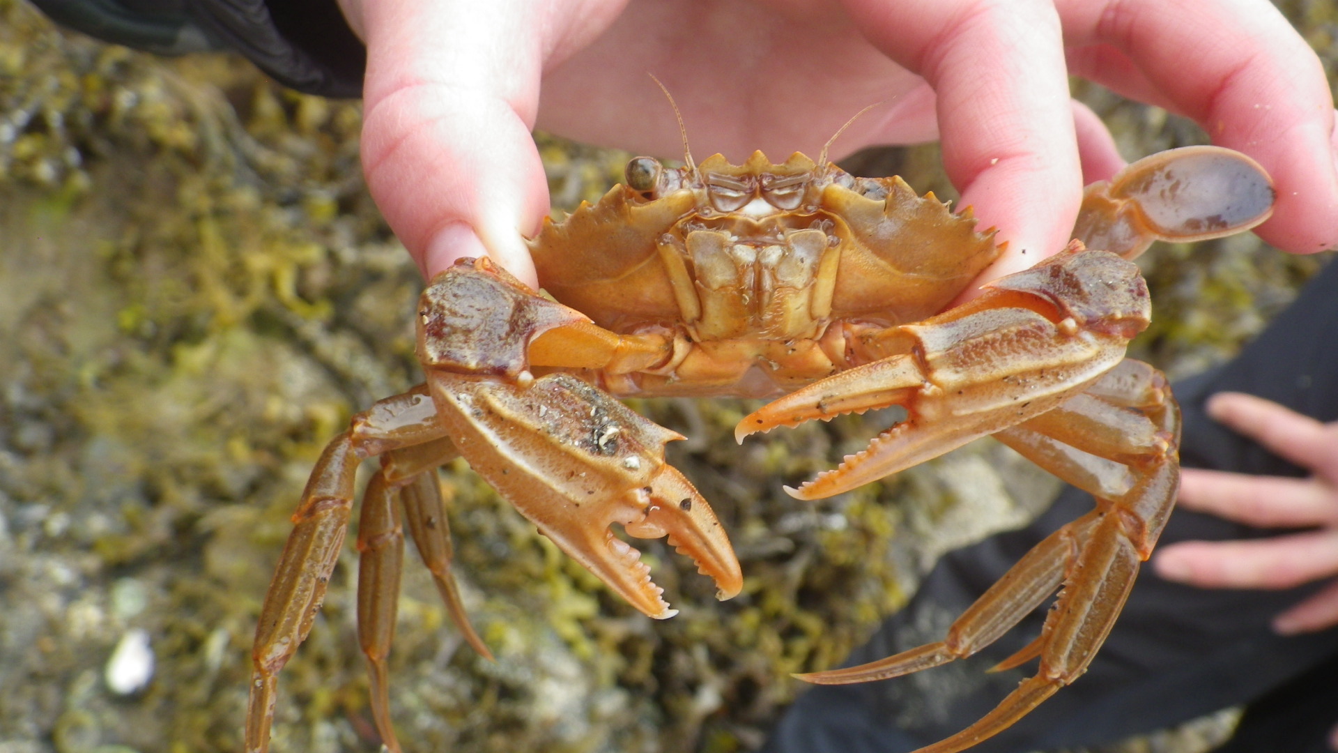 A Common Shore Crab at Glenuig Bay