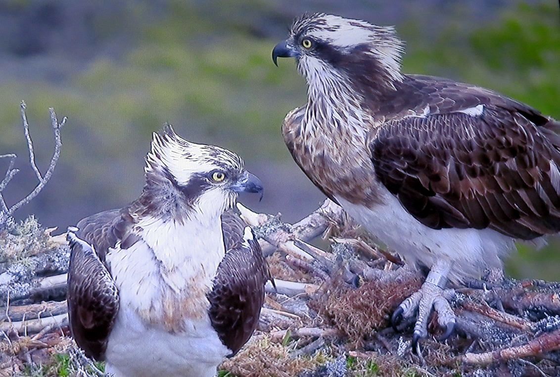 Ospreys EJ and Odin at the Loch Garten nest