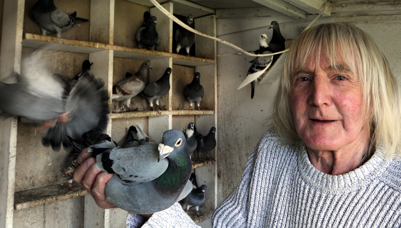 George Howie's pigeons have all been returned after they were stolen at the end of last week.