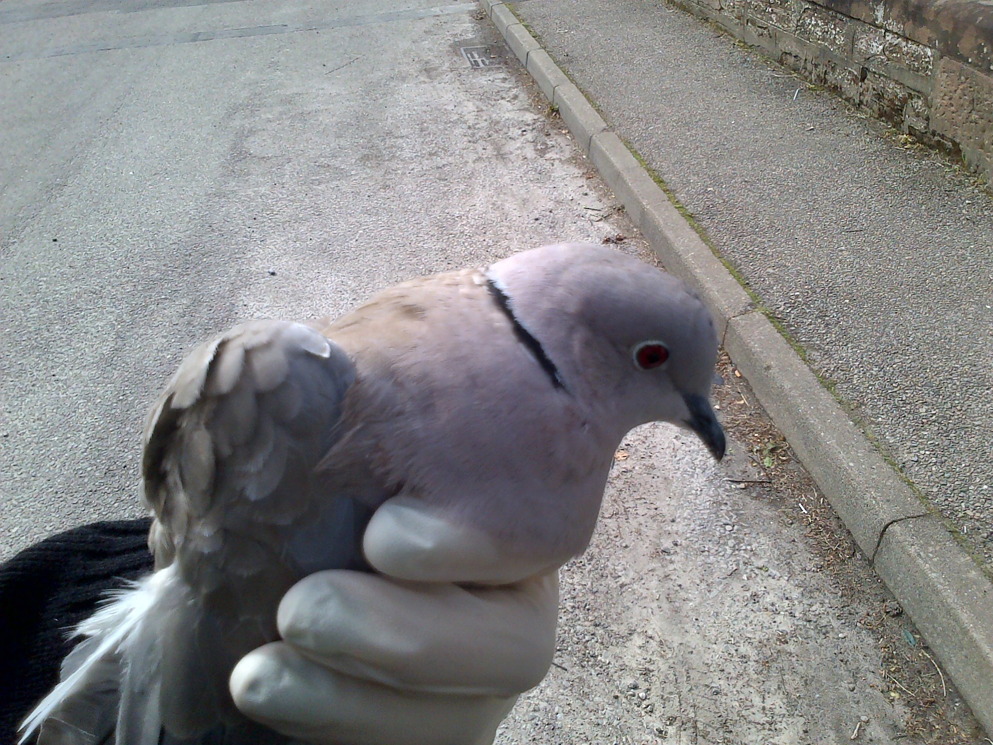 The dove was rescued from a lantern in Evanton