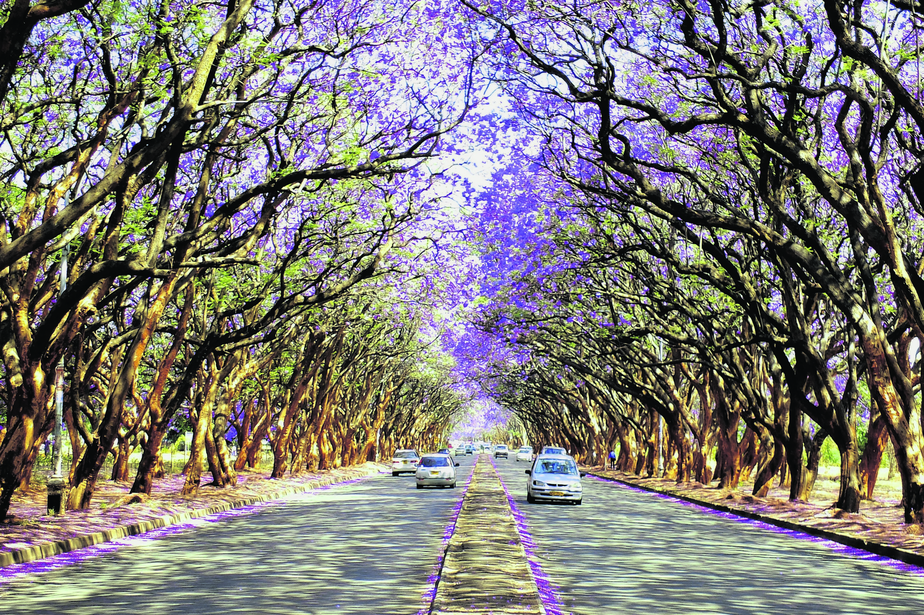 Blooming Jacaranda trees on the streets of Harare, Zimbabwe