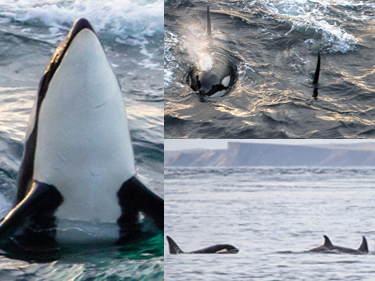 Killer whales playing off the coast of Scotland. Picture credit: Karen Munro