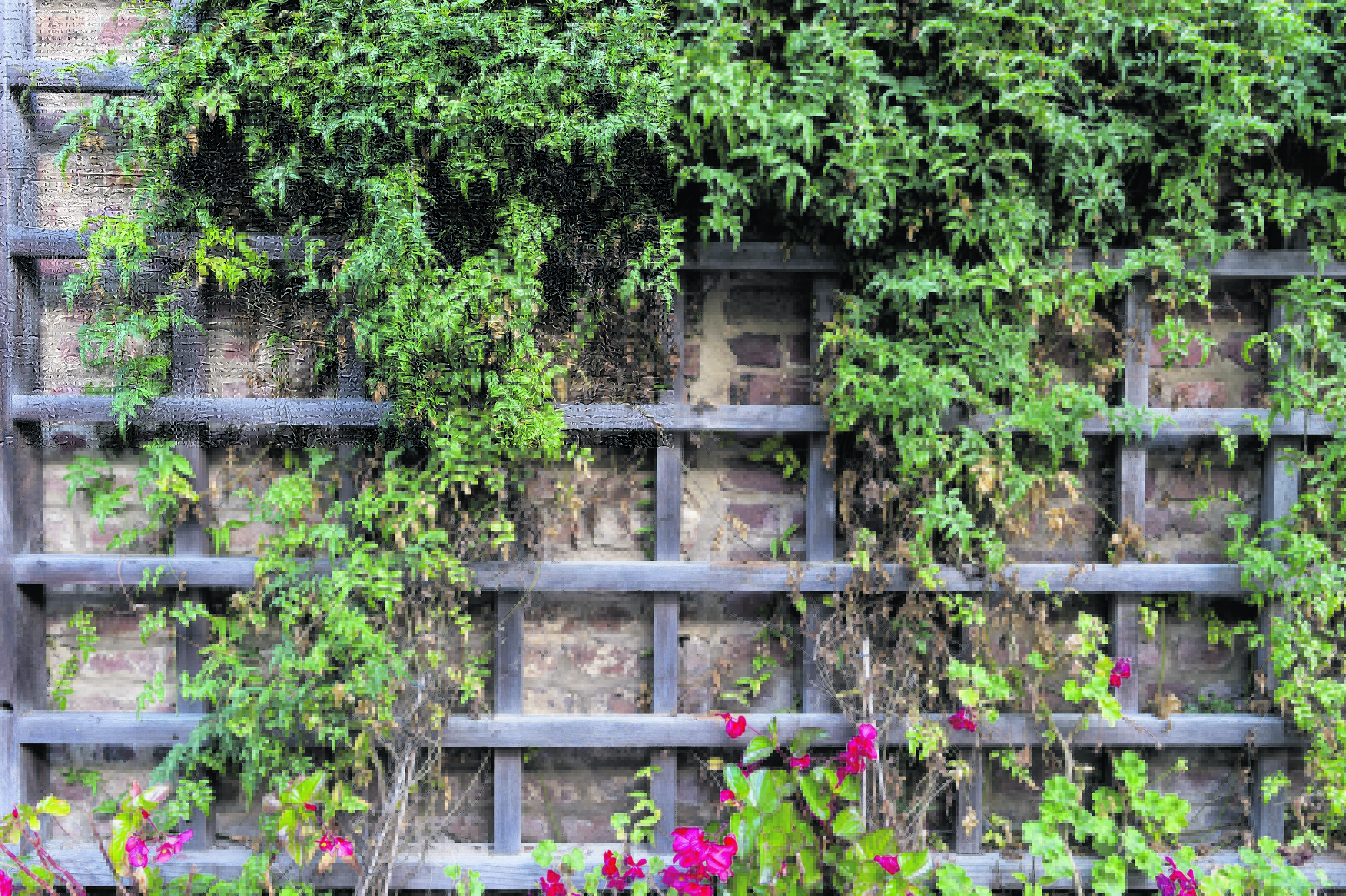 A Generic Photo of ivy climbing up a trellis. See PA Feature GARDENING Front. Picture credit should read: PA Photo/thinkstockphotos. WARNING: This picture must only be used to accompany PA Feature GARDENING Front.