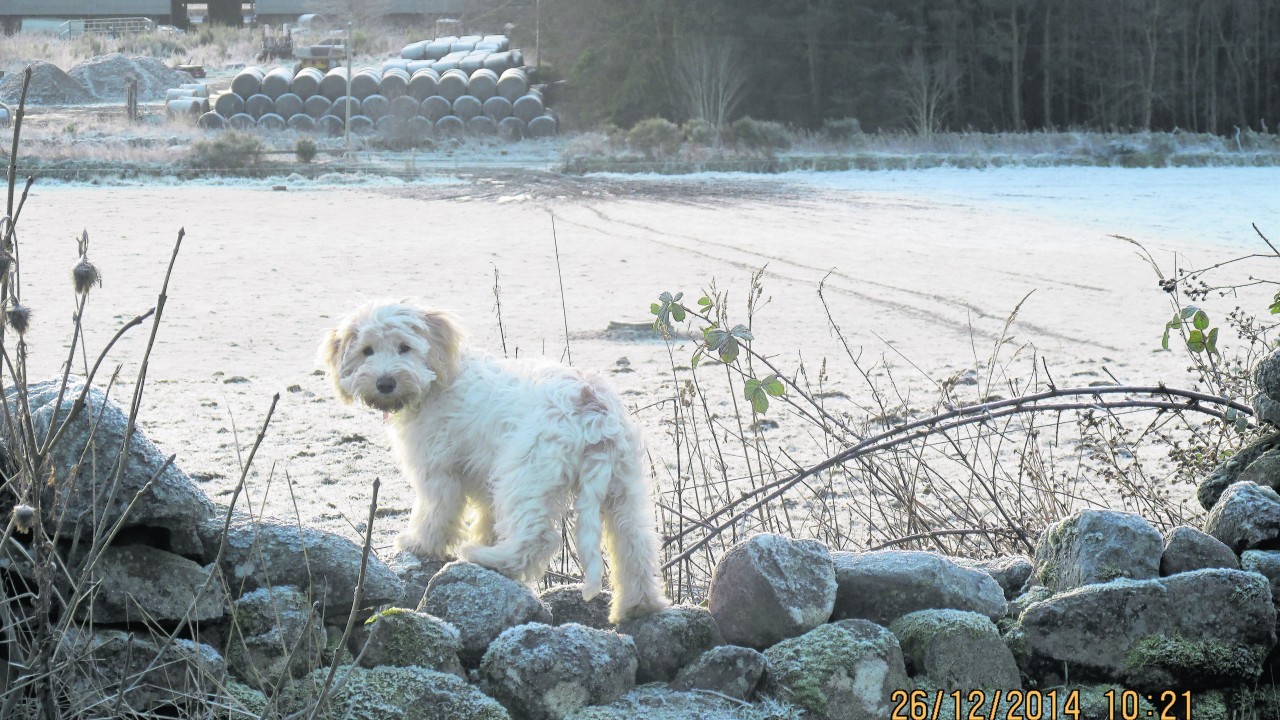 Jess is a cocker spaniel and bichon frise cross and is six months old. 
She lives with the Marr family in Cullerlie