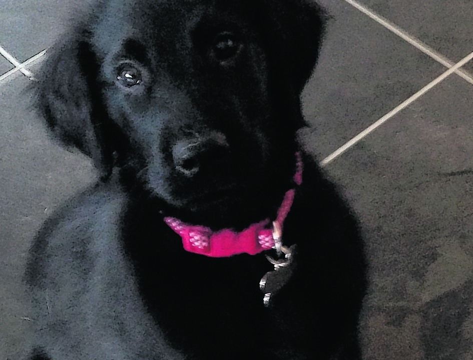 Nine-week-old flat-coated retriever Ashley lives with the Allan family at Muirton, Lossiemouth.