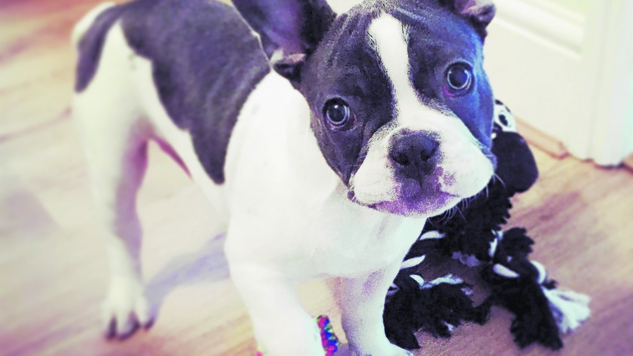 Hugo is a cheeky three-month-old French bulldog puppy from Essex. He loves pizza, cuddles and being naughty and dislikes the hoover, walkies and bath time. He lives with Hollie Thorman.