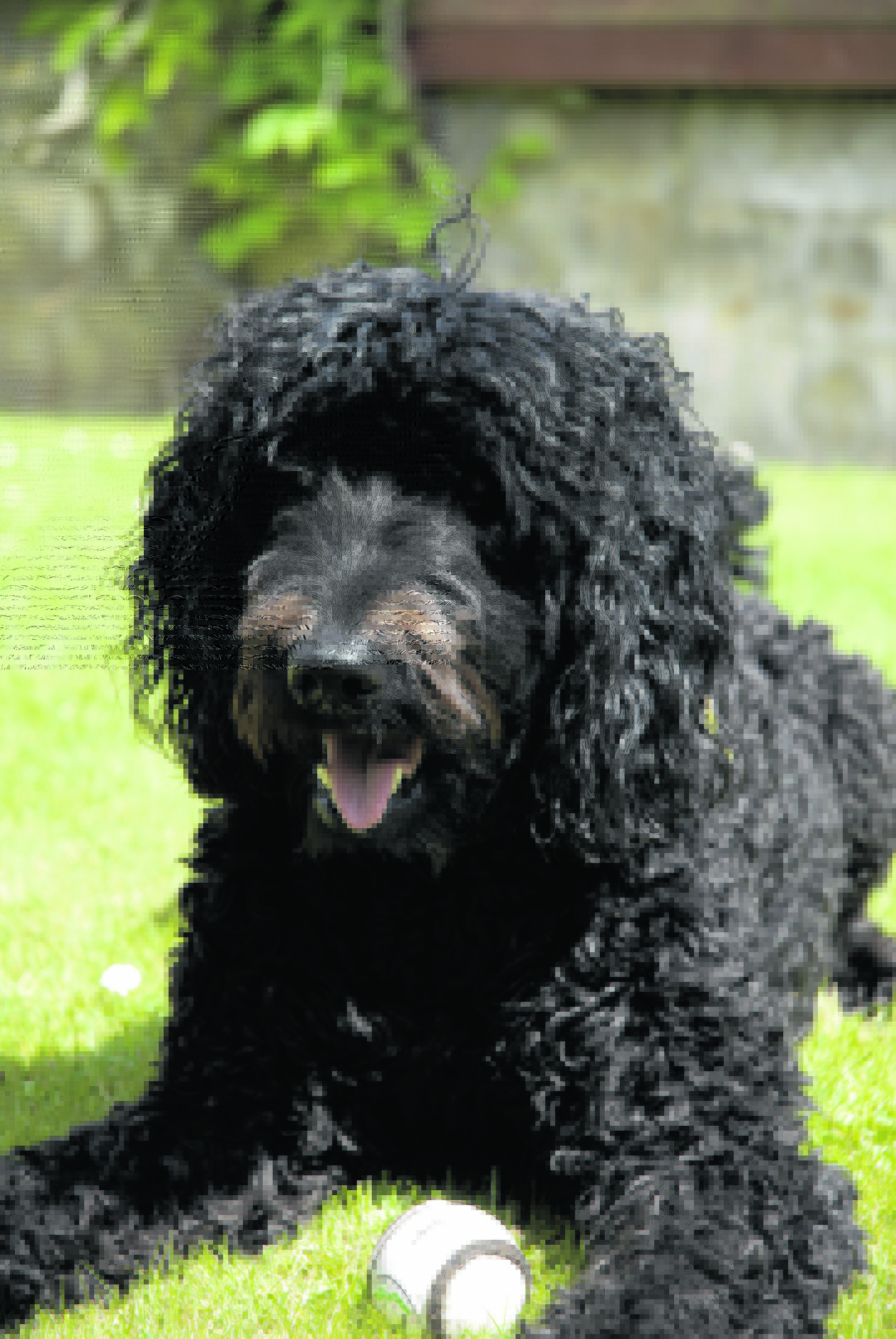 Lucy the loopy labradoodle lives with Lorna Levy in Bishopmill, Elgin. She is our canvas winner this week.