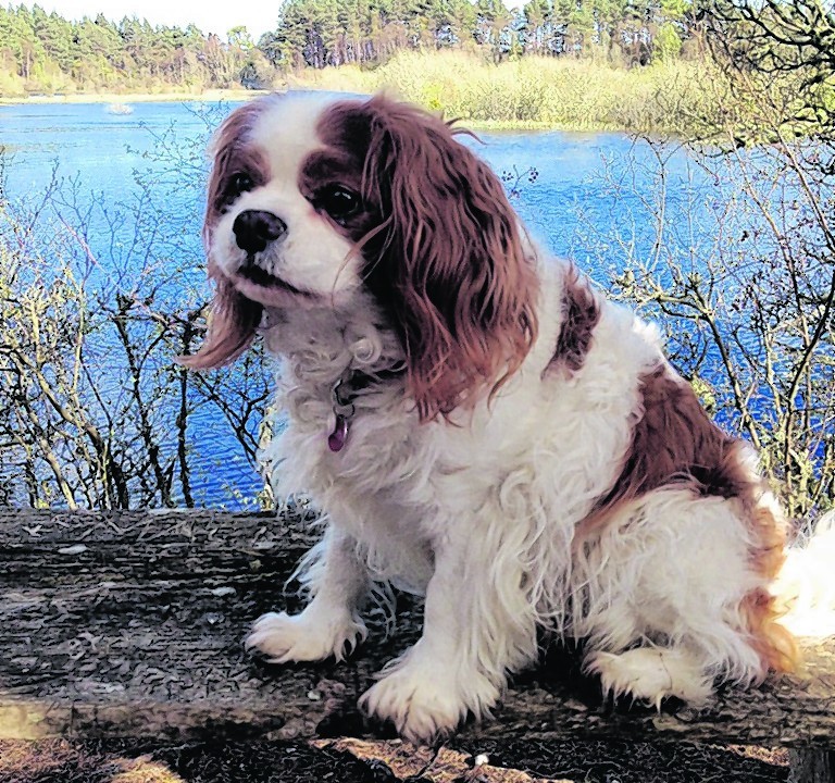 Ollie the cavalier King Charles spaniel lives with Gemma Paterson in Tain