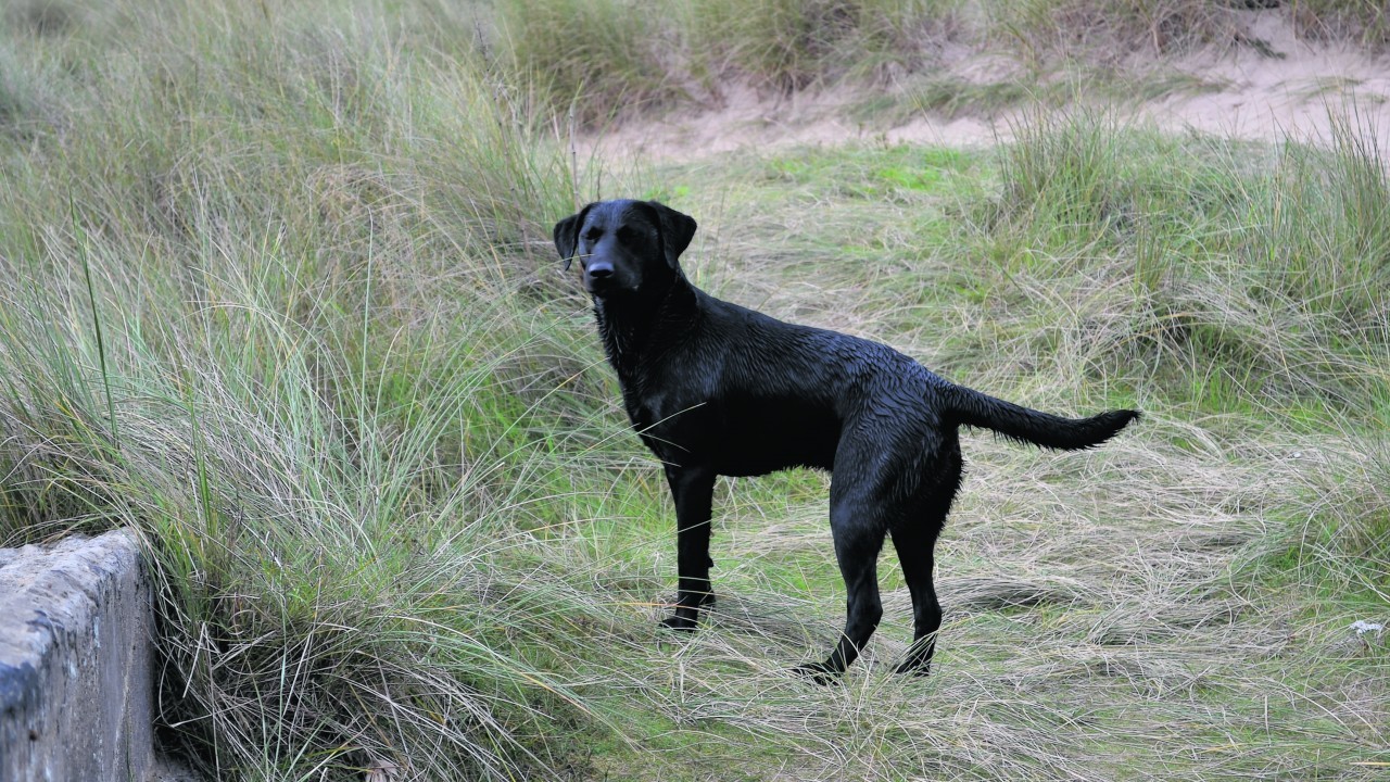 This is Ruby enjoying a trip to Forvie Links. She lives with Norman and Irene Will in Millburn, Hatton, Peterhead.