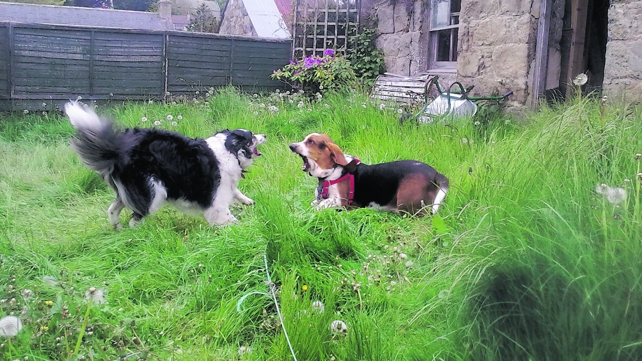 Meet Rocky, the three- year-old basset hound and Bess, nine-year-old border collie. They live with John and Georgia Stuart in Aberchirder, Huntly.