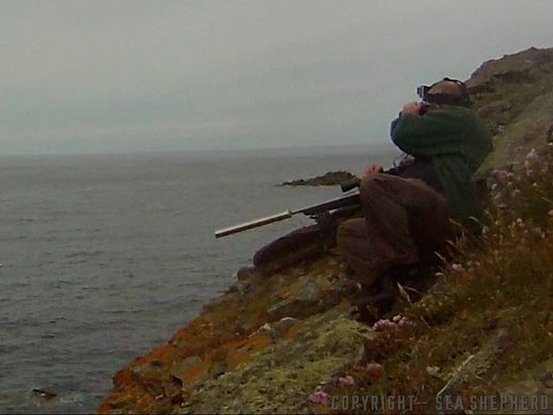 Sea Shepherd in a stand-off with seal shooters on the north-east coast