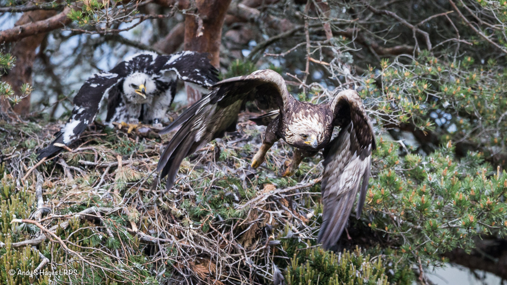 The golden eagle and chick at Glen Tanar Estate, near Aboyne