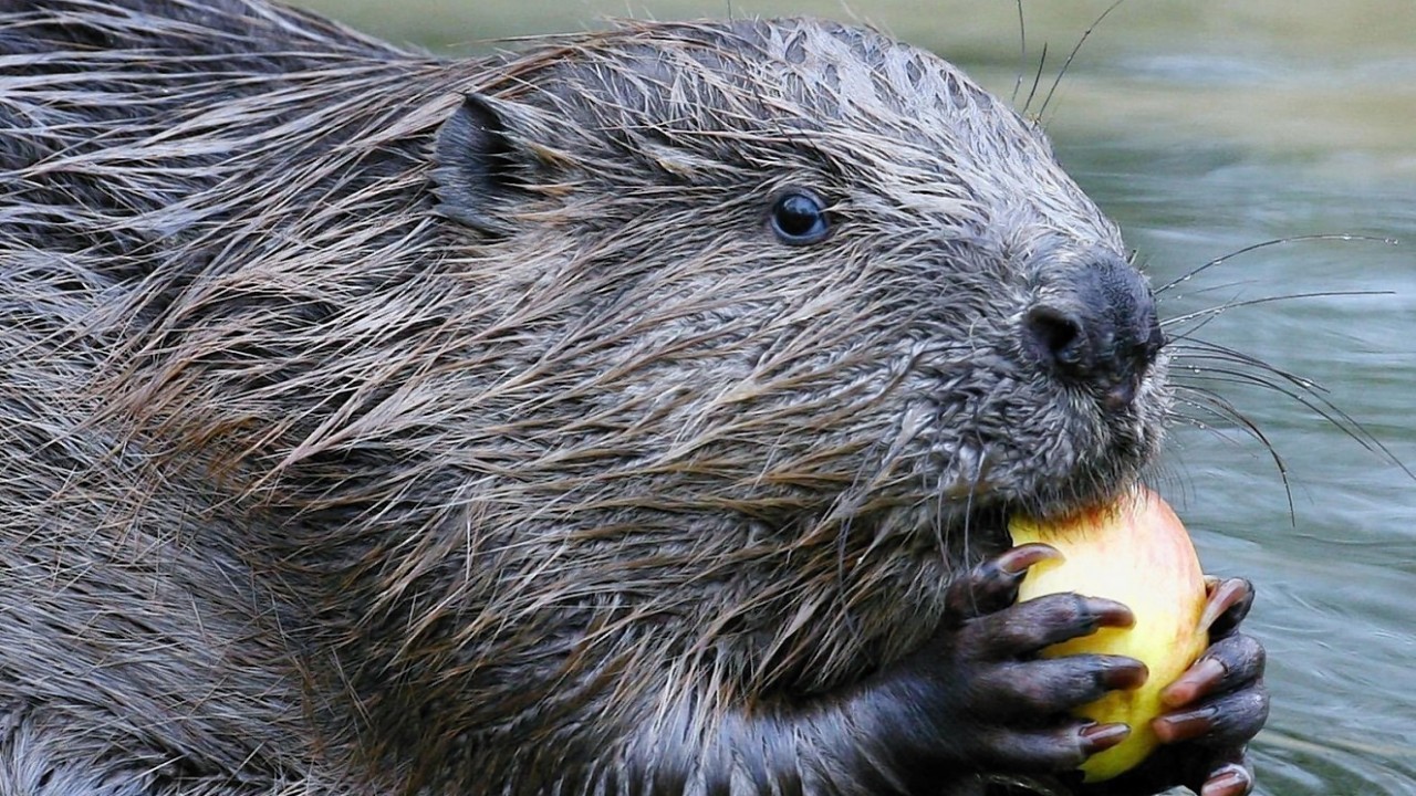 A Eurasian beaver enjoys an apple. Image: Gareth Fuller/PA Wire.