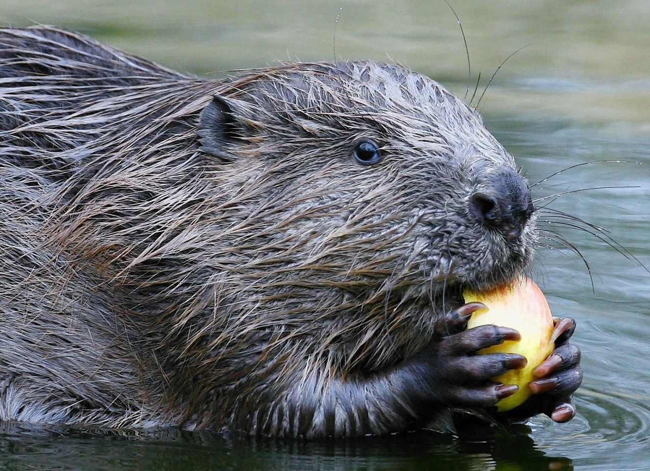 A Eurasian beaver enjoys an apple. Image: Gareth Fuller/PA Wire.