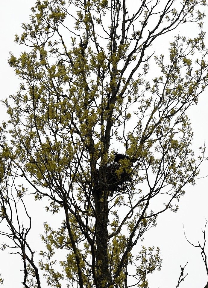 A birds nest has hampered tree-felling work on the AWPR