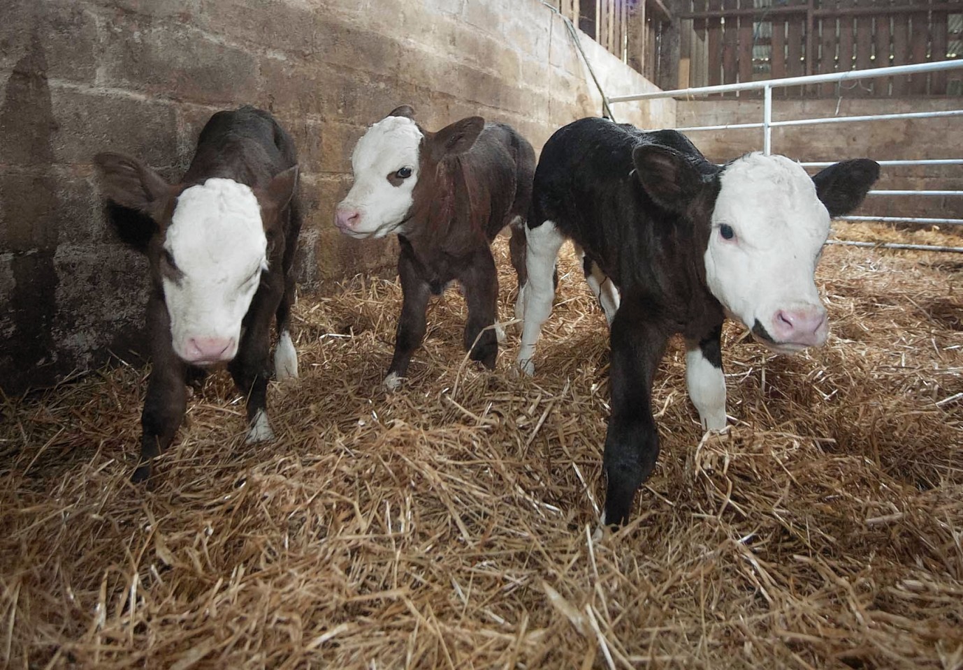 A cow belonging to George and Norma Mackie of Ballater has given birth to triplets