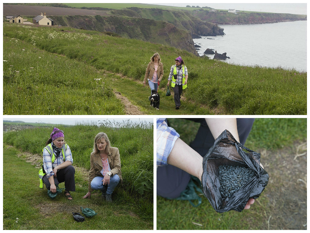 The lethal blue poison was found on a coastal walk near St Cyrus