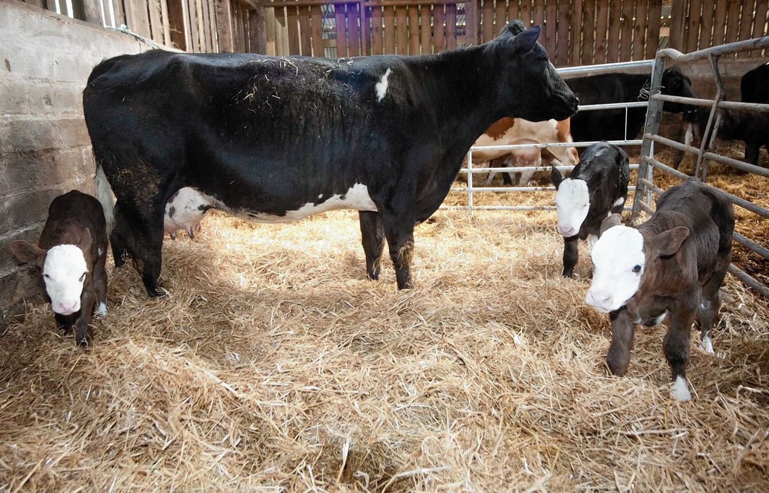 A cow belonging to George and Norma Mackie of Ballater has given birth to triplets