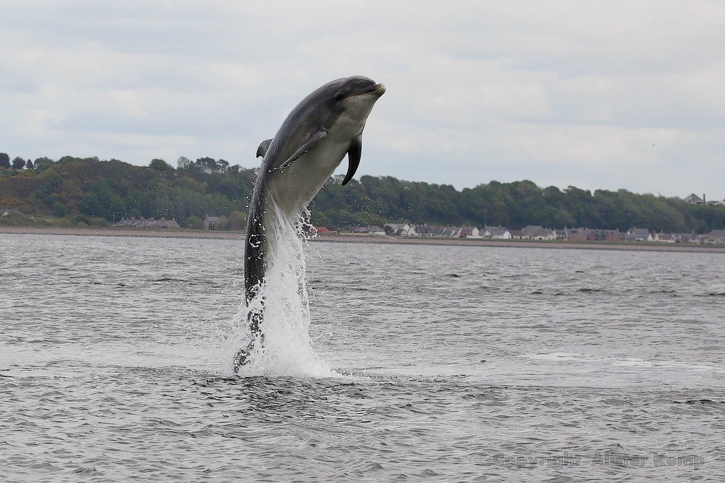 A dolphin leaping out of the Moray Firth at Chanonry Point. Pictures by Alister Kemp of Evanton