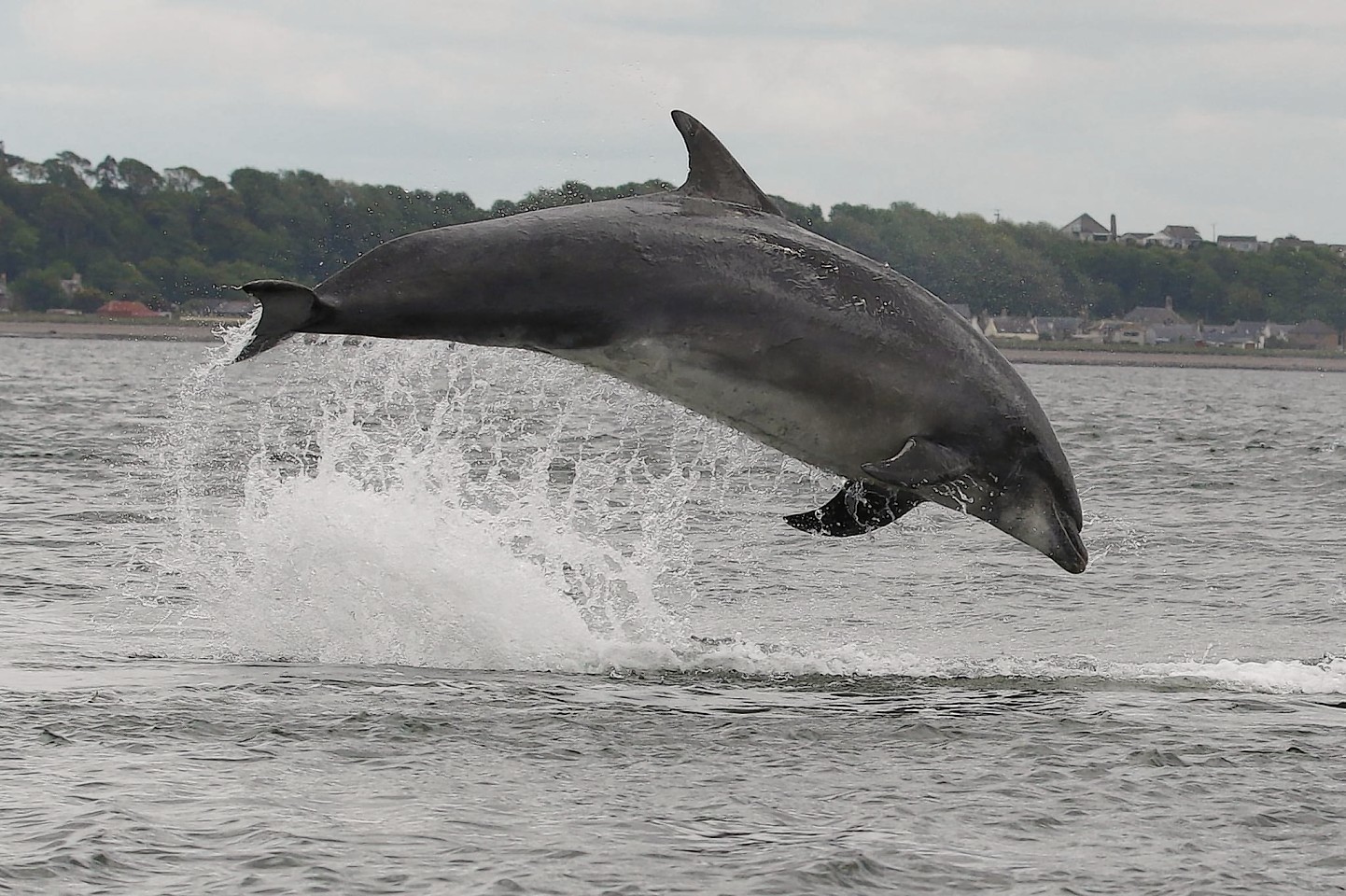 Pictures of dolphins at Chanonry Point, near Fortrose. Pictures by Alister Kemp of Evanton