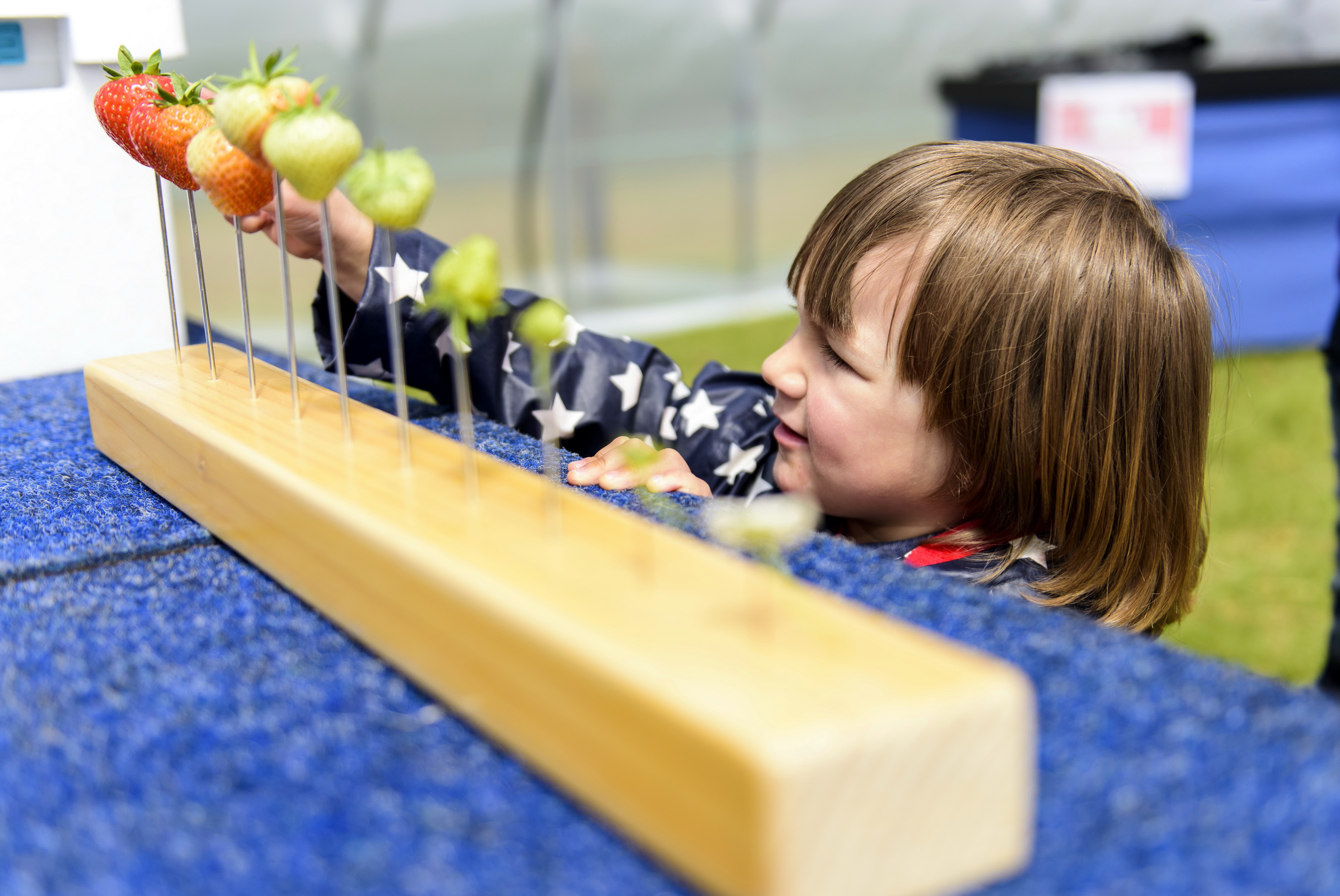 Elijah Shielton learned about the timeline of a strawberry at the Open Farm Event at Castleton Fruit Farm