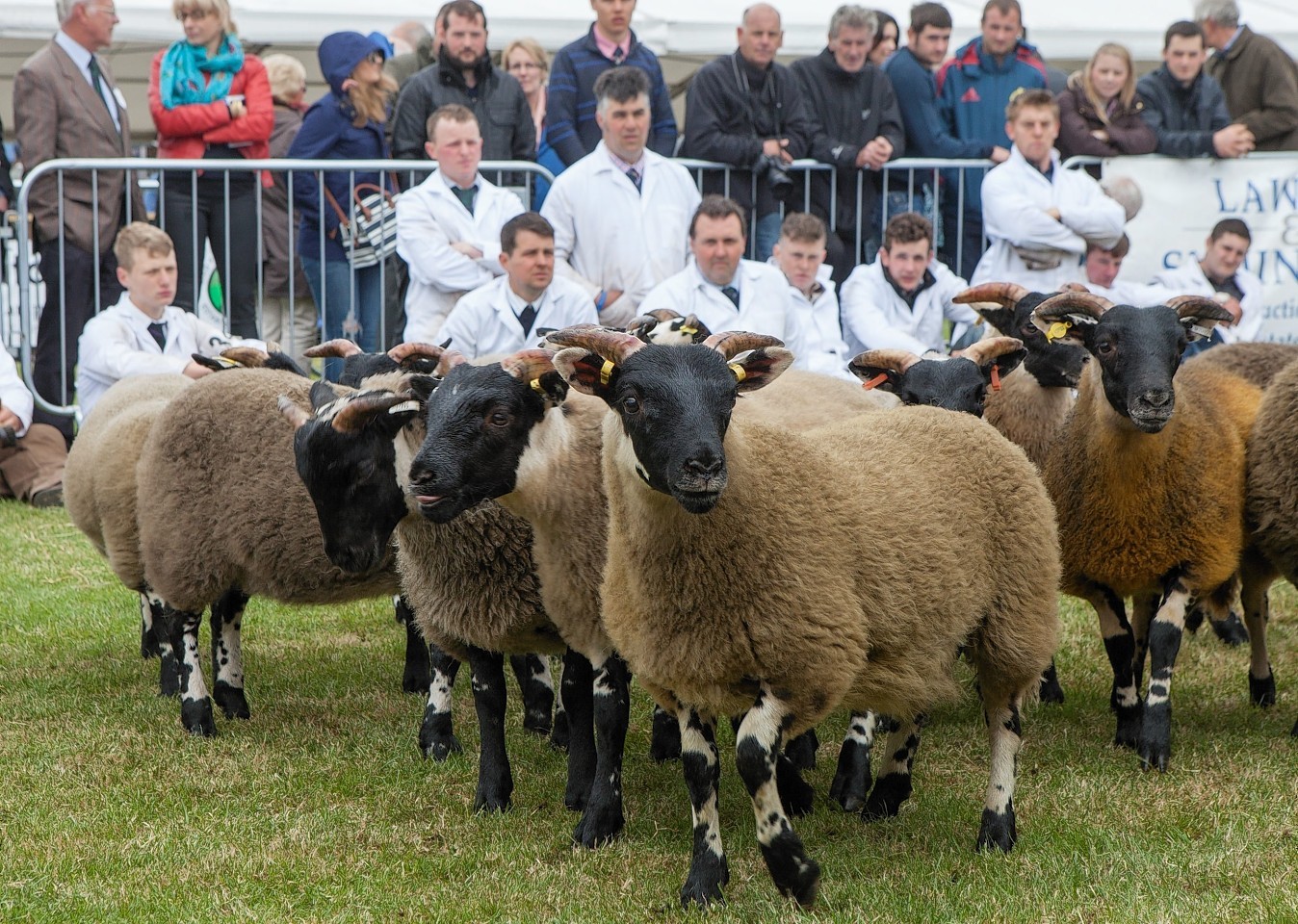 Sheep being shown at the Royal Highland Show