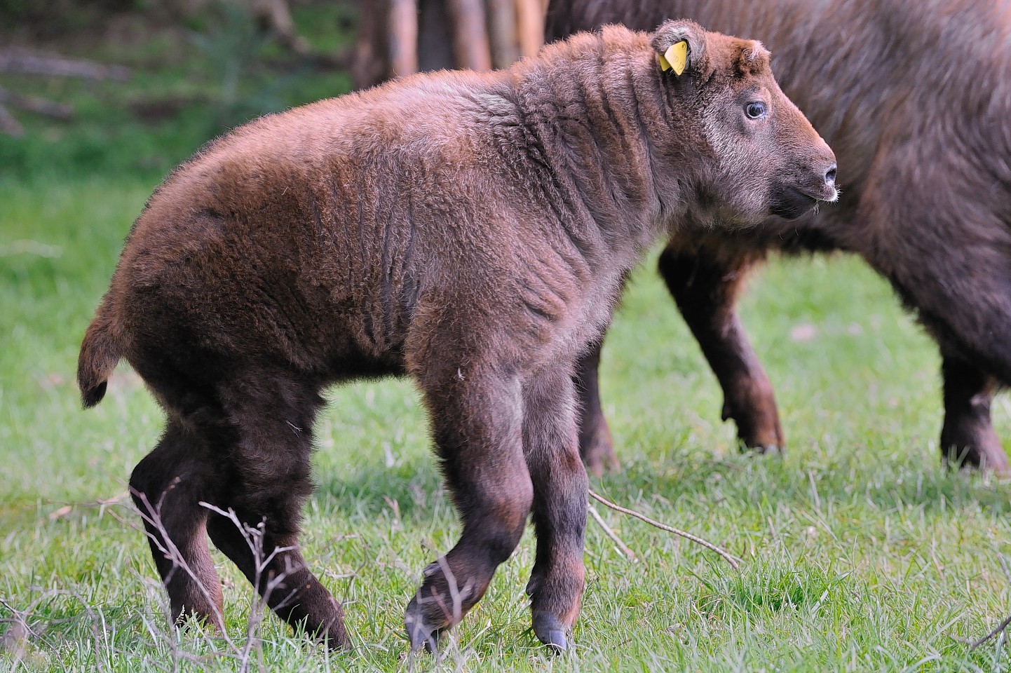 The new Mishmi Takin calf photographed with other members of its family at the Highland Wildlife Park, Kincraig