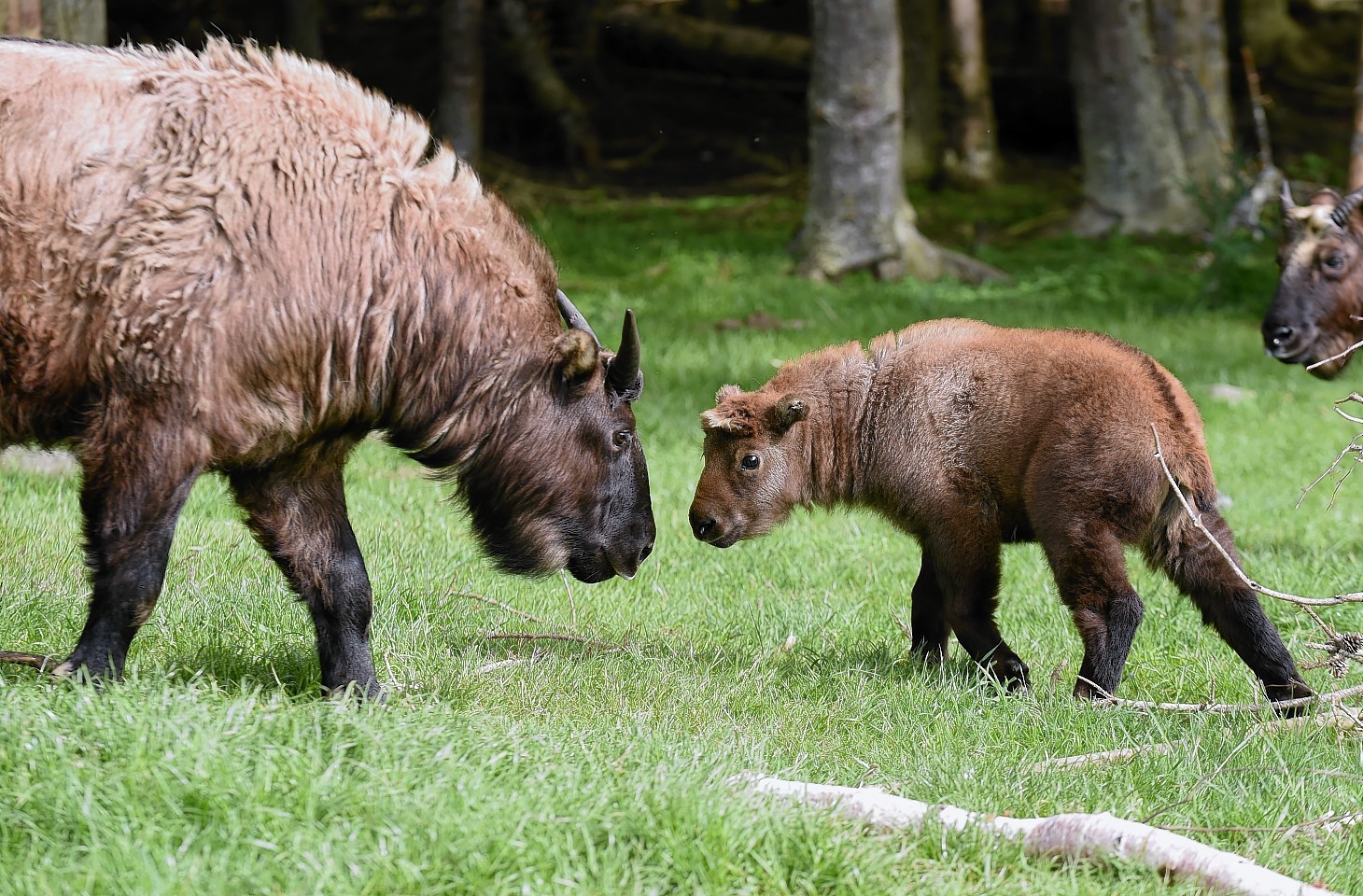 The new Mishmi Takin calf photographed with other members of its family at the Highland Wildlife Park, Kincraig