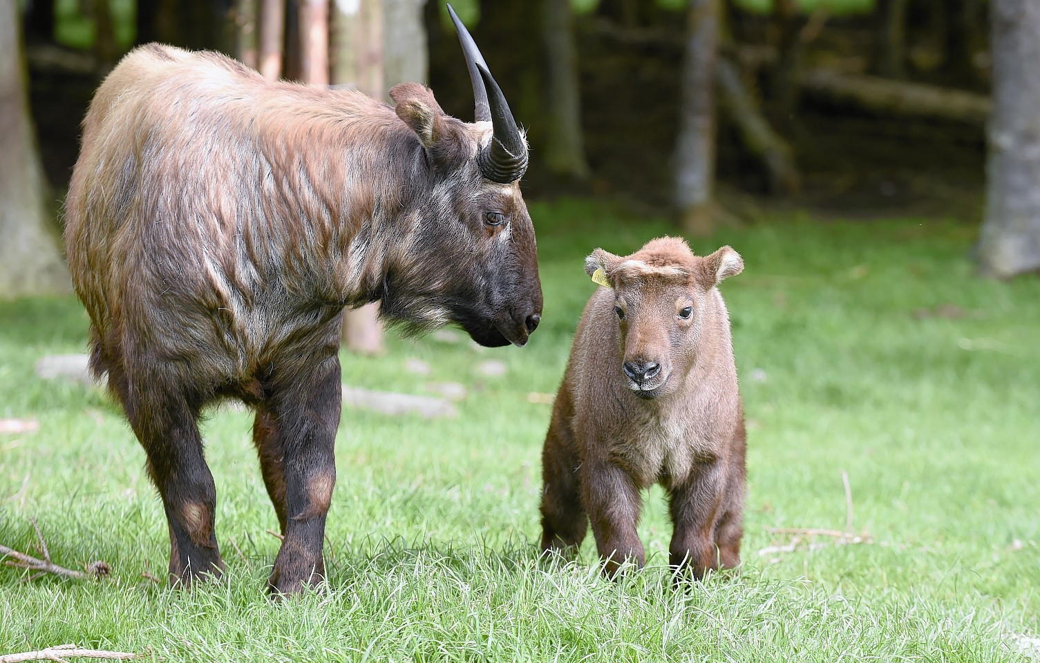 Highland-Wildlife-Park-calf-7