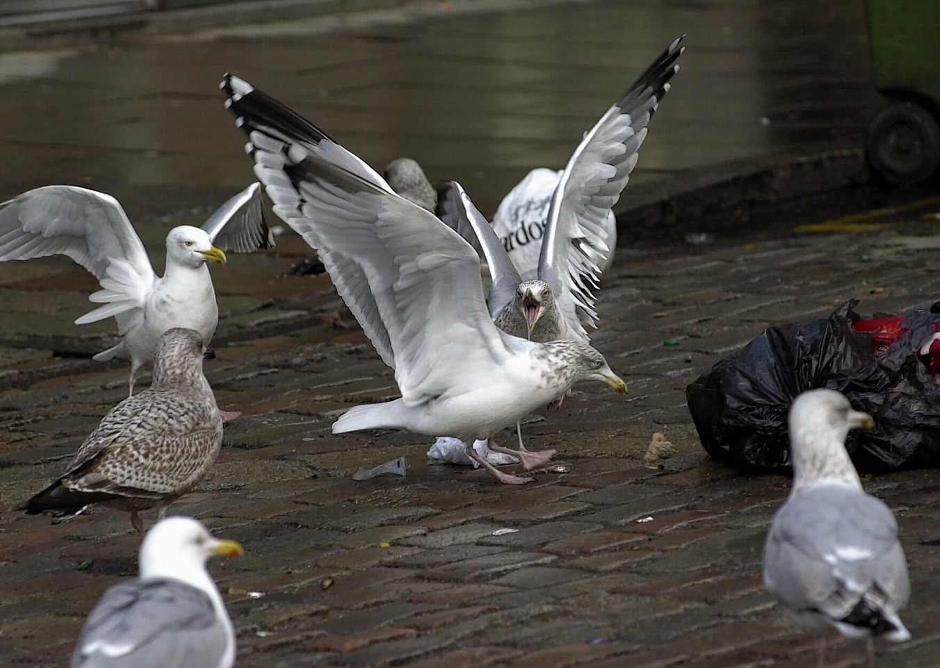 Seagulls tear at the rubbish left outside flats on Castlegate.