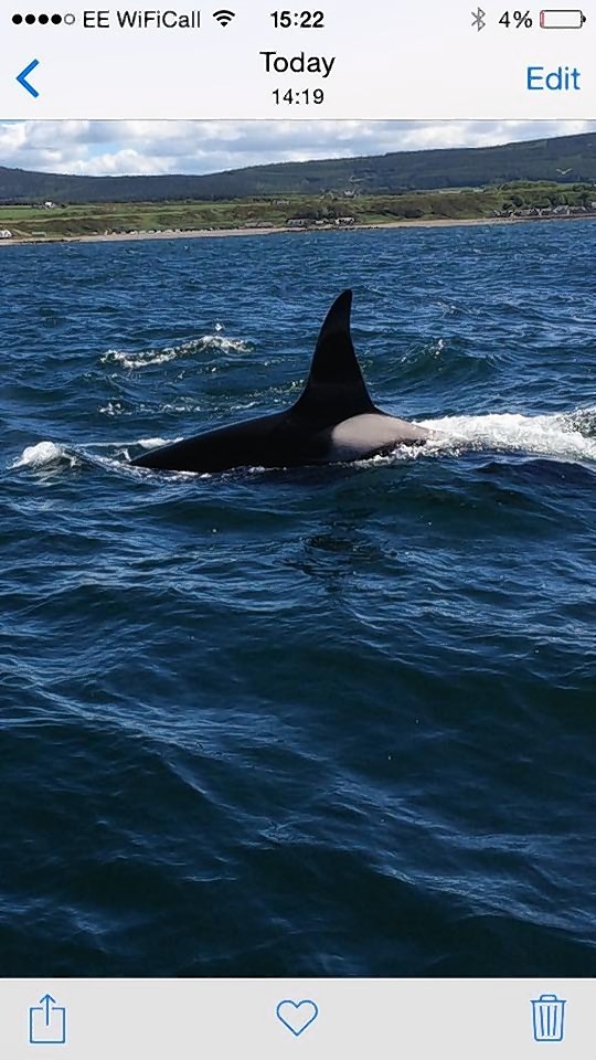 Killer whales off the Moray coast