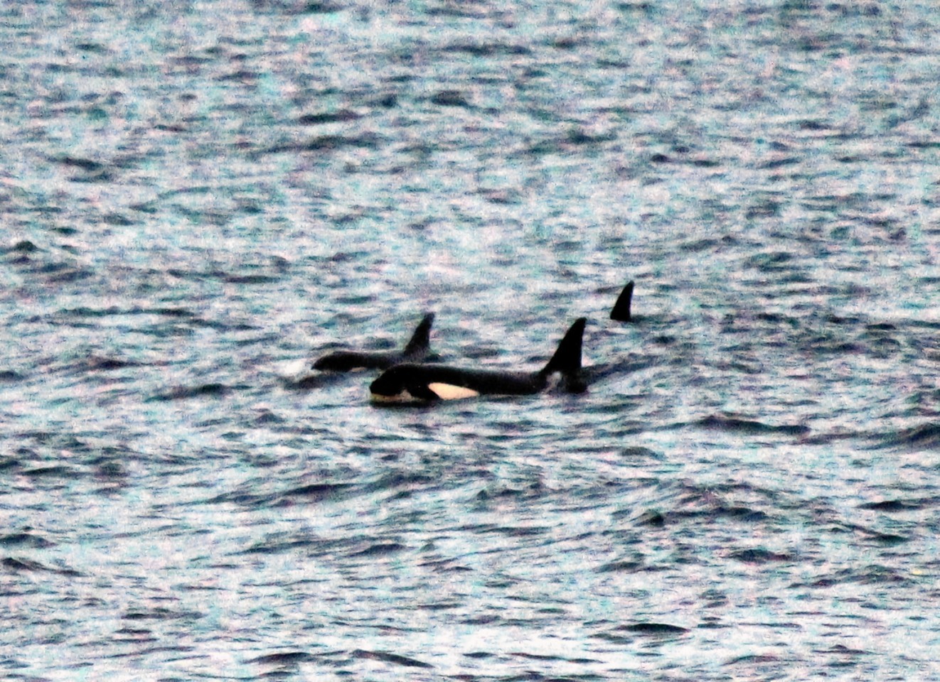 The orcas were photographed by amateur wildlife photographer David Beedie.