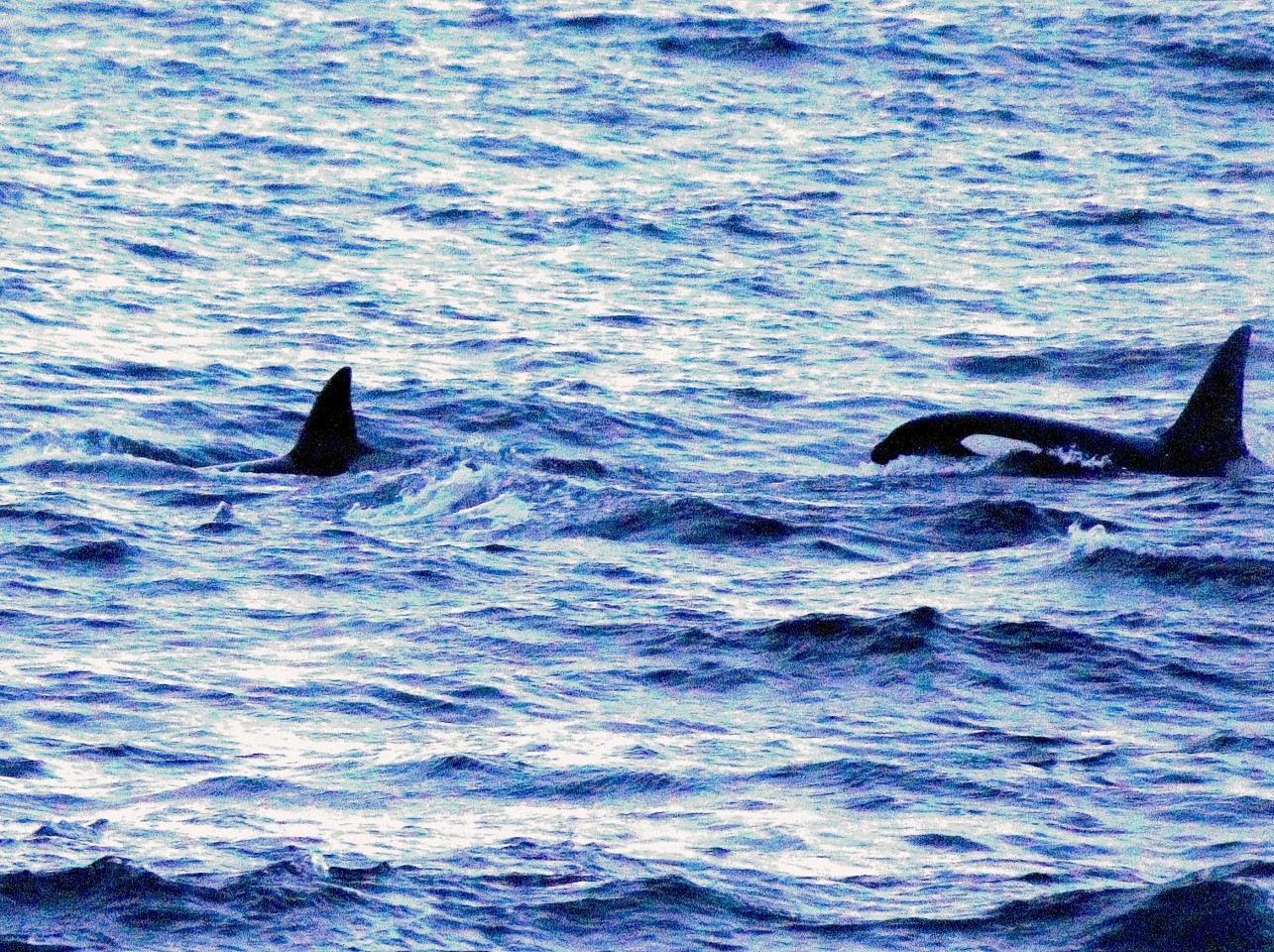 Killer whales off North East coast. David Beedie